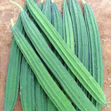 Ridge Gourd
