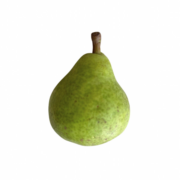 Image of Babugosha Nakh (बाबूगोशा नख)