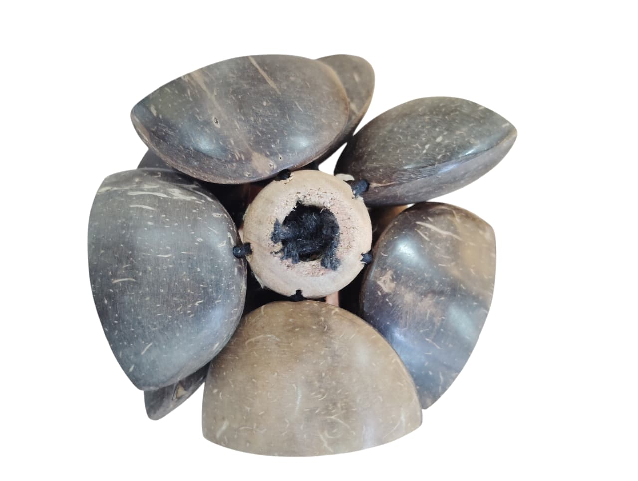 Coco Ghungroo 10 Seeds Coconut Seed Rattle Coco Ghungroo