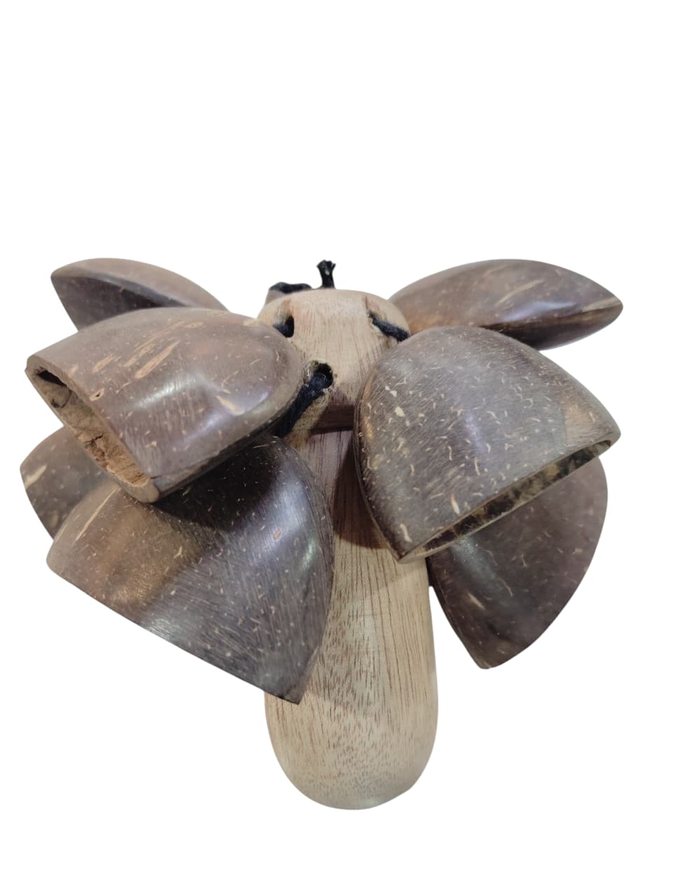 Coco Ghungroo 10 Seeds Coconut Seed Rattle Coco Ghungroo