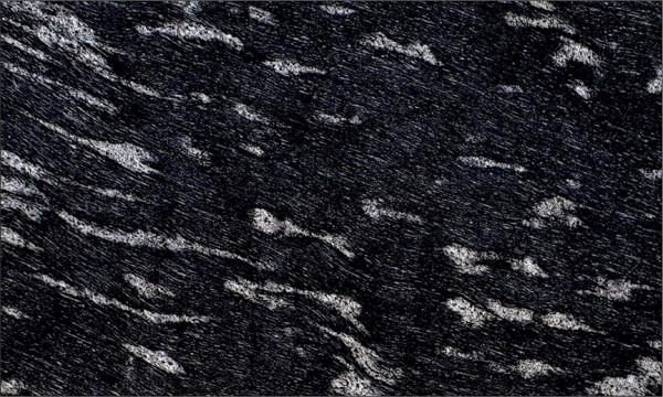 Image of Fish Black