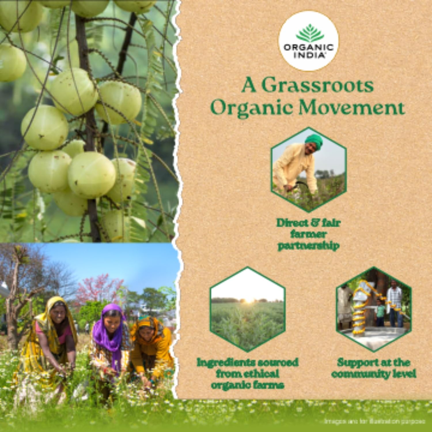 Green Tea Tulsi Pack of 25