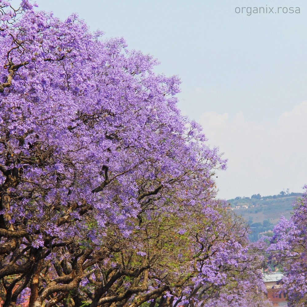 Blue Flowering Trees