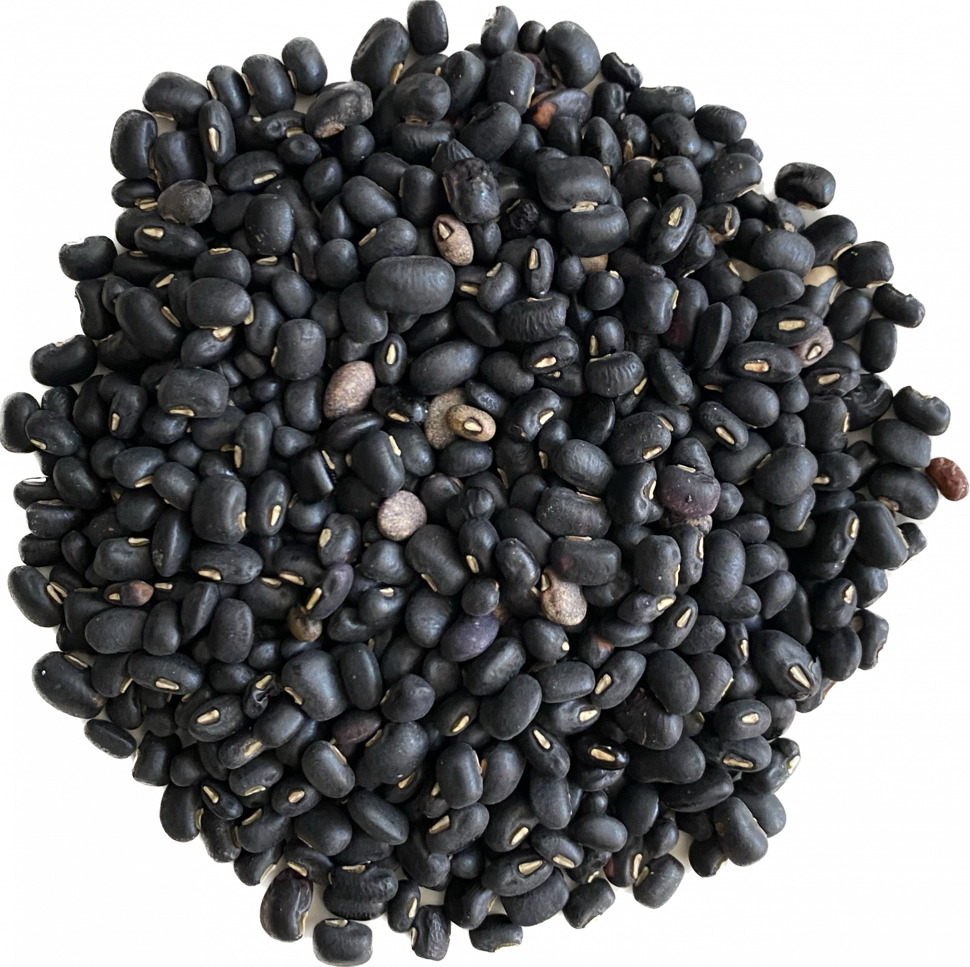 Black Beans Warimuth