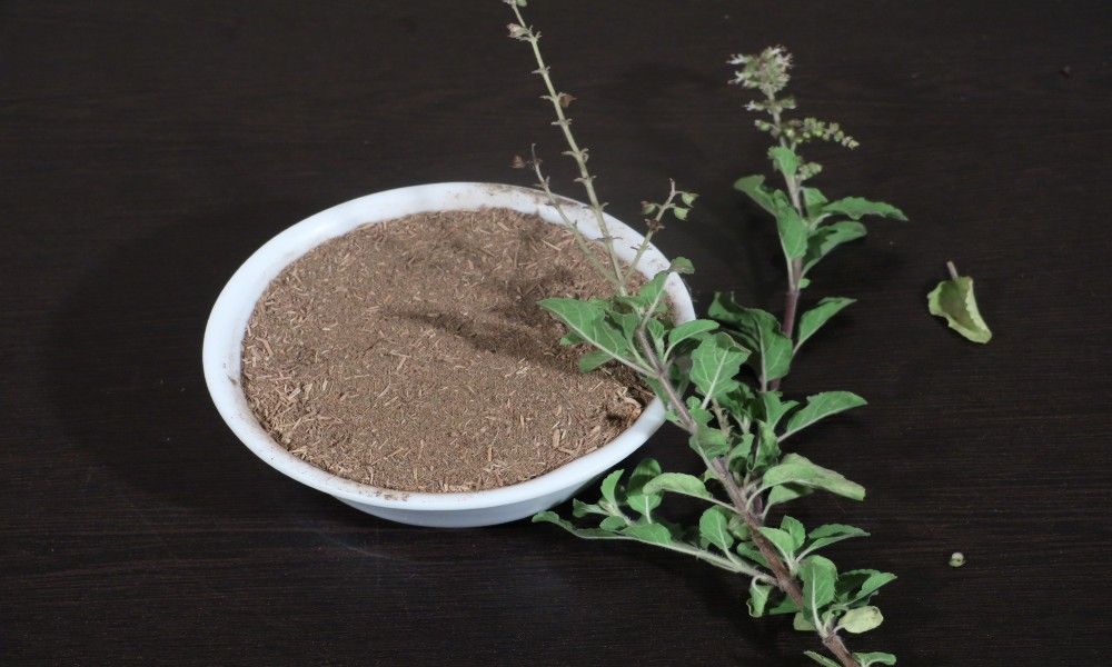 Tulsi powder