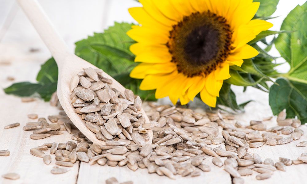 Sunflower seeds: Nutrition facts, components and how to store them