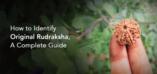How to Identify Original Rudraksha, A Complete Guide