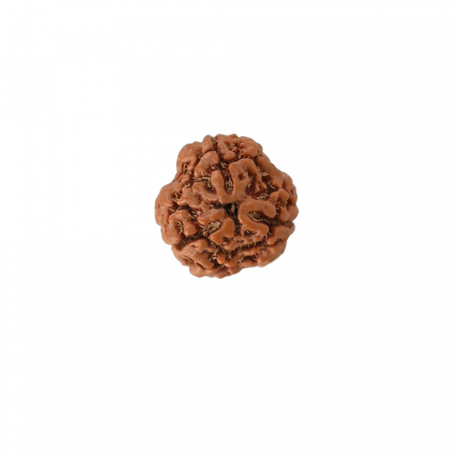Natural 3 Mukhi Rudraksh (Nepali)