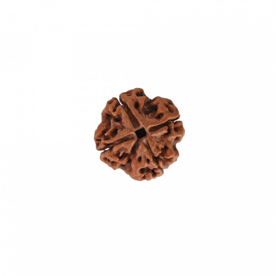 Natural 4 Mukhi Rudraksh (Nepali)