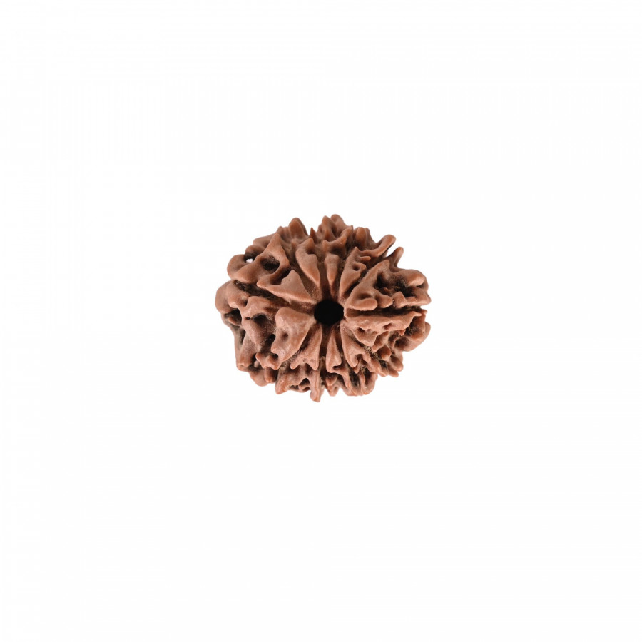 Natural 10 Mukhi Rudraksh(Nepali)
