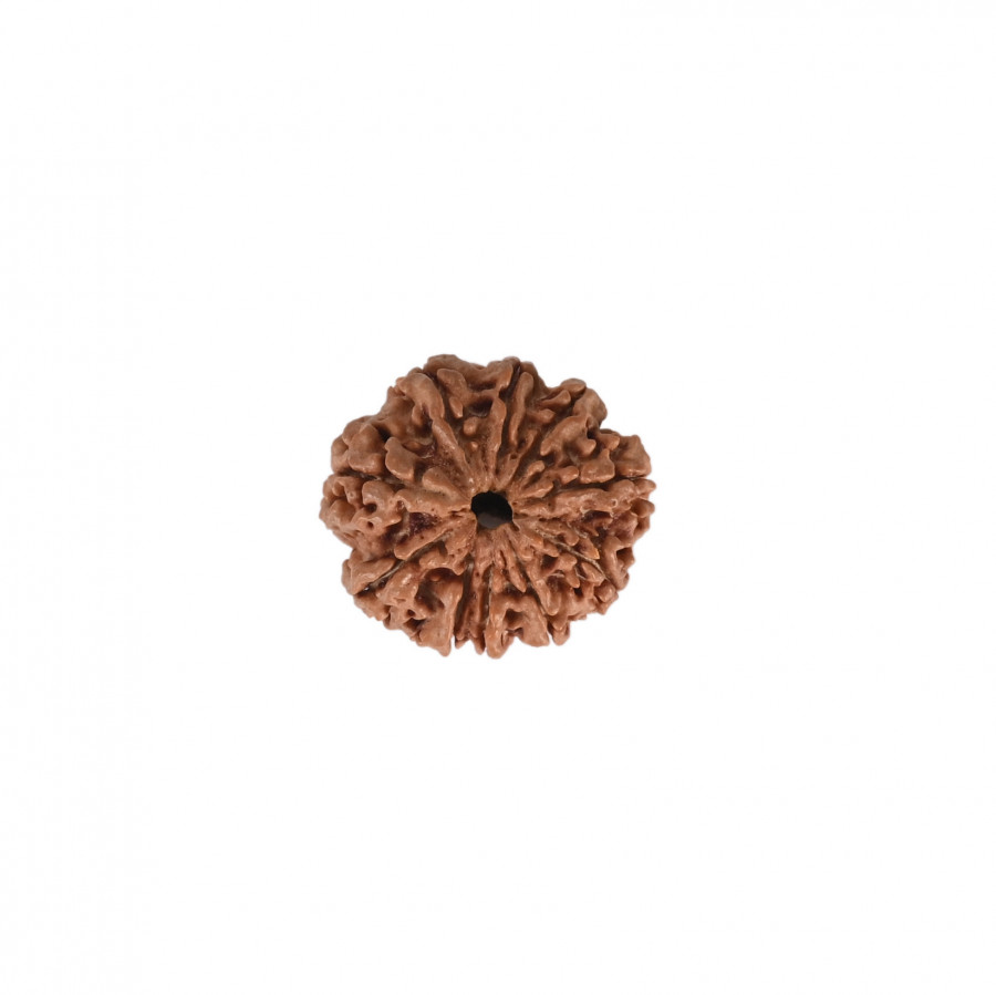 Natural 10 Mukhi Collector Rudraksh(Nepali)