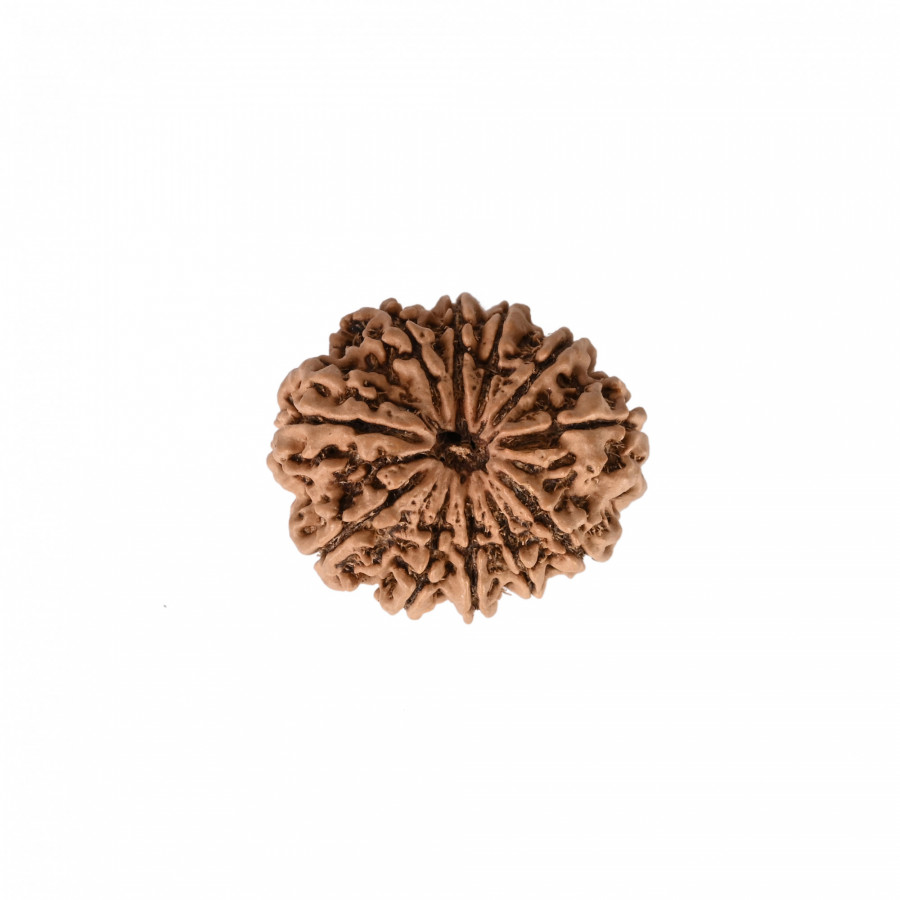 Natural 11 Mukhi Rudraksh (Nepali)