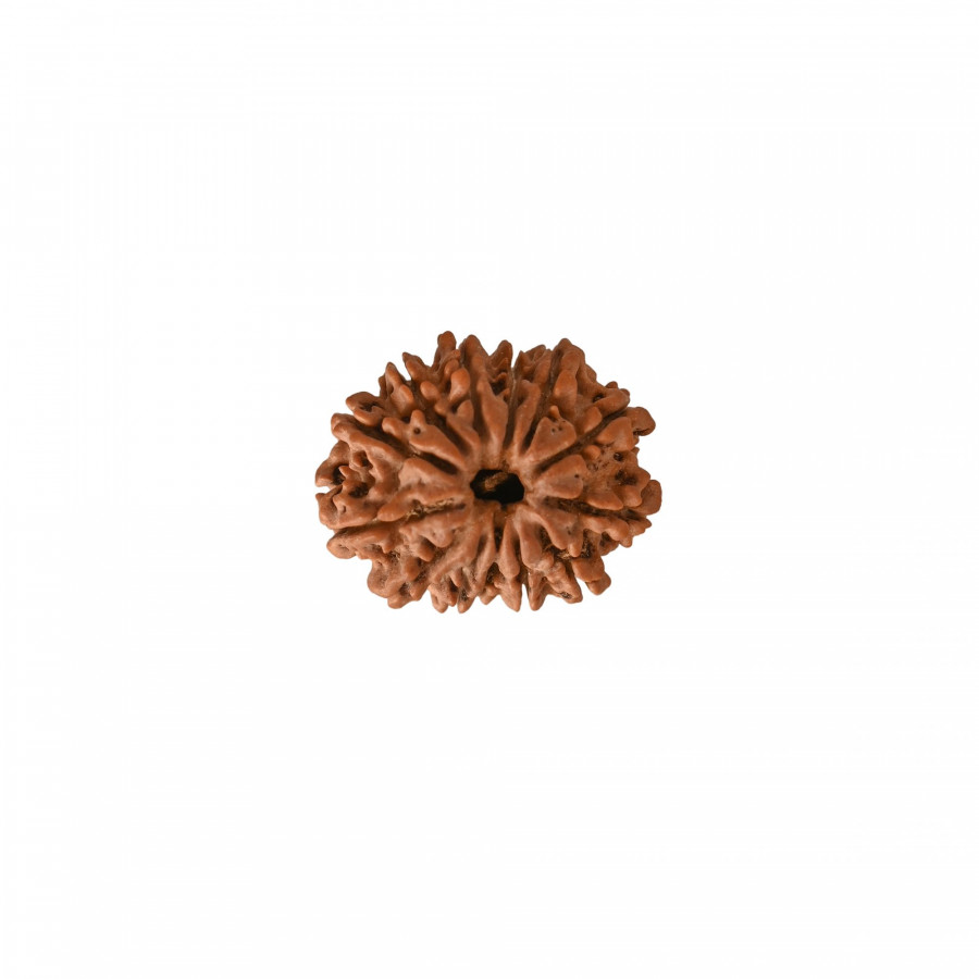 Natural 13 Mukhi Rudraksh (Nepali)