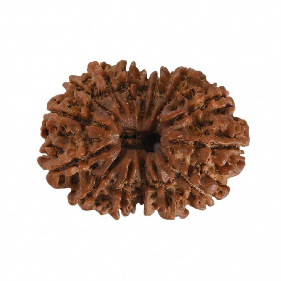 Natural 15 Mukhi Rudraksh (Nepali)