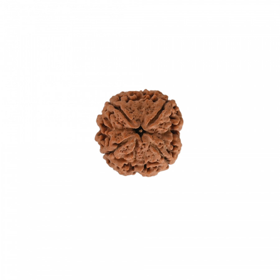 Natural 4 Mukhi Collector Rudraksh(Nepali)