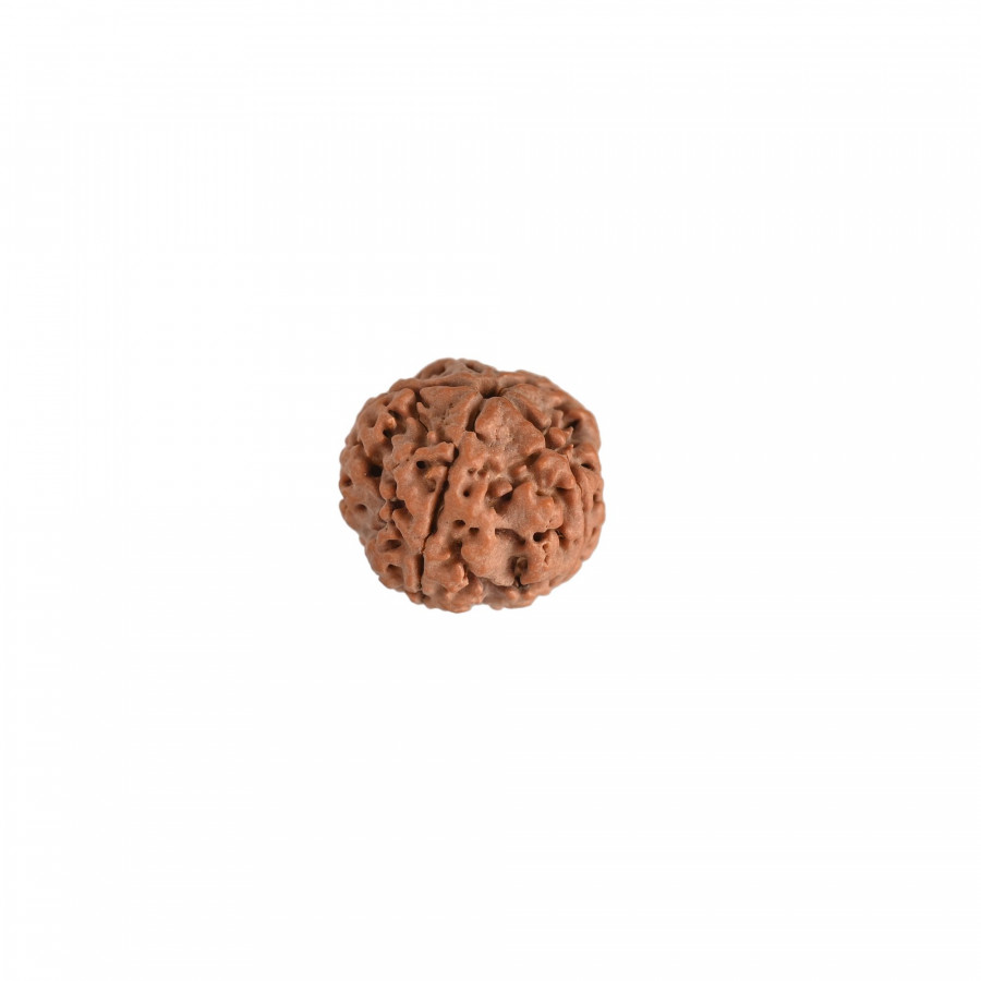 Natural 5 Mukhi Collector Rudraksh (Nepali)