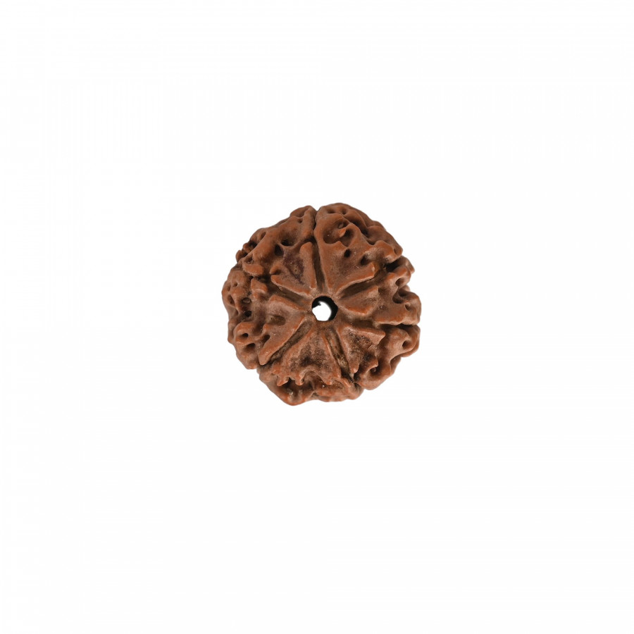 Natural 6 Mukhi Rudraksh(Nepali)