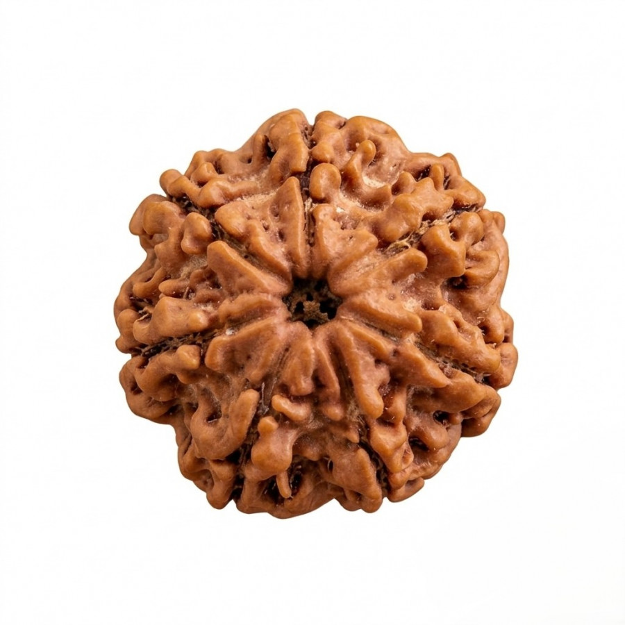 Natural 7 Mukhi Rudraksh (Nepali)