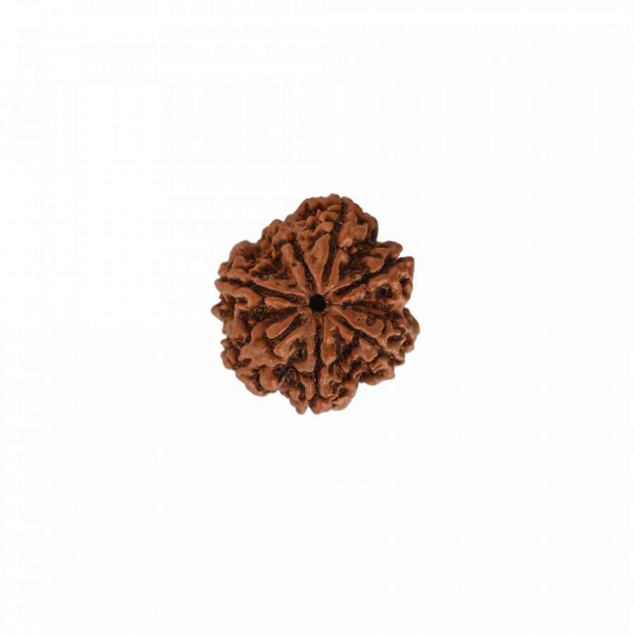 Natural 7 Mukhi Collector Rudraksh (Nepali)