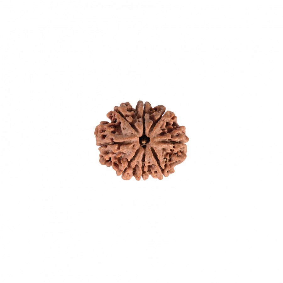 Natural 8 Mukhi Collector Rudraksh (Nepali)