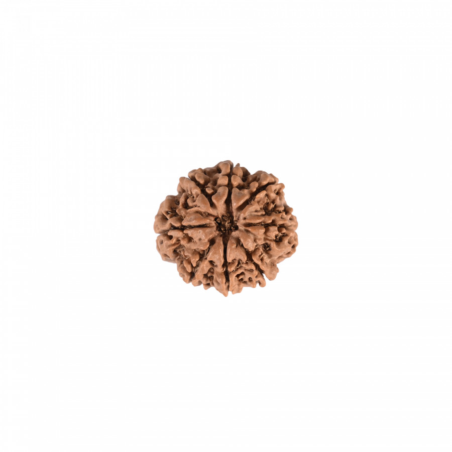 Natural 8 Mukhi Rudraksh (Nepali)