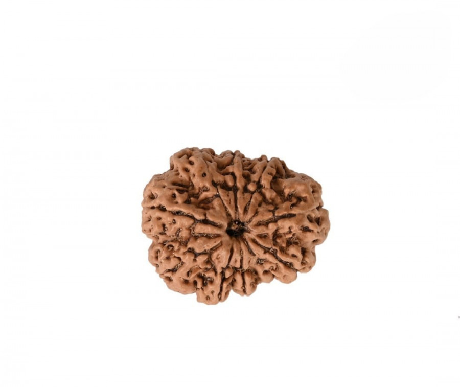 Natural 9 Mukhi Rudraksh (Nepali)