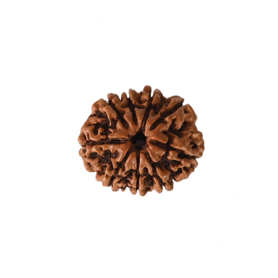 Natural 9 Mukhi Collector Rudraksh(Nepali)