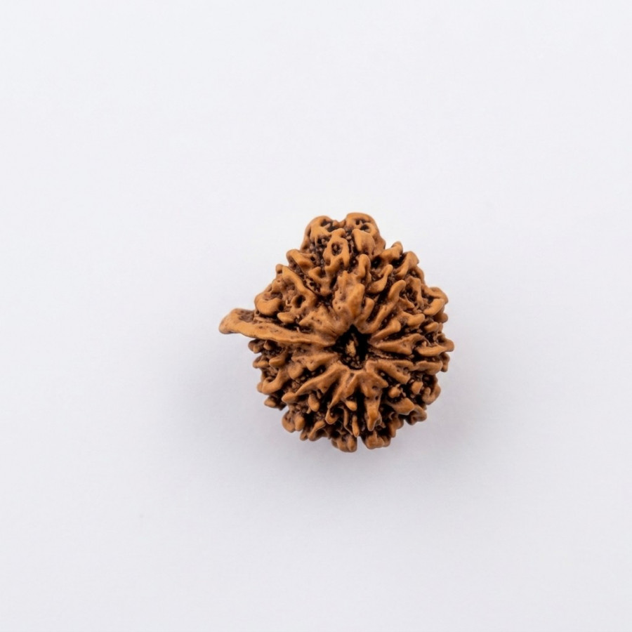 Natural Ganesh 11 Mukhi Rudraksh (Nepali)