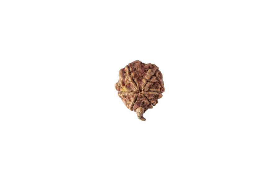 Natural Ganesh Rudraksh (Nepali)