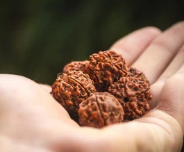 Rudraksh Beads