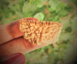 Rudraksha Power Combination