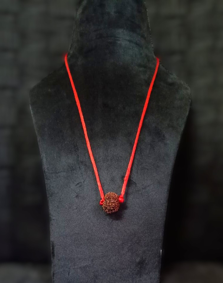 Natural 11 Mukhi Collector Rudraksh Nepali