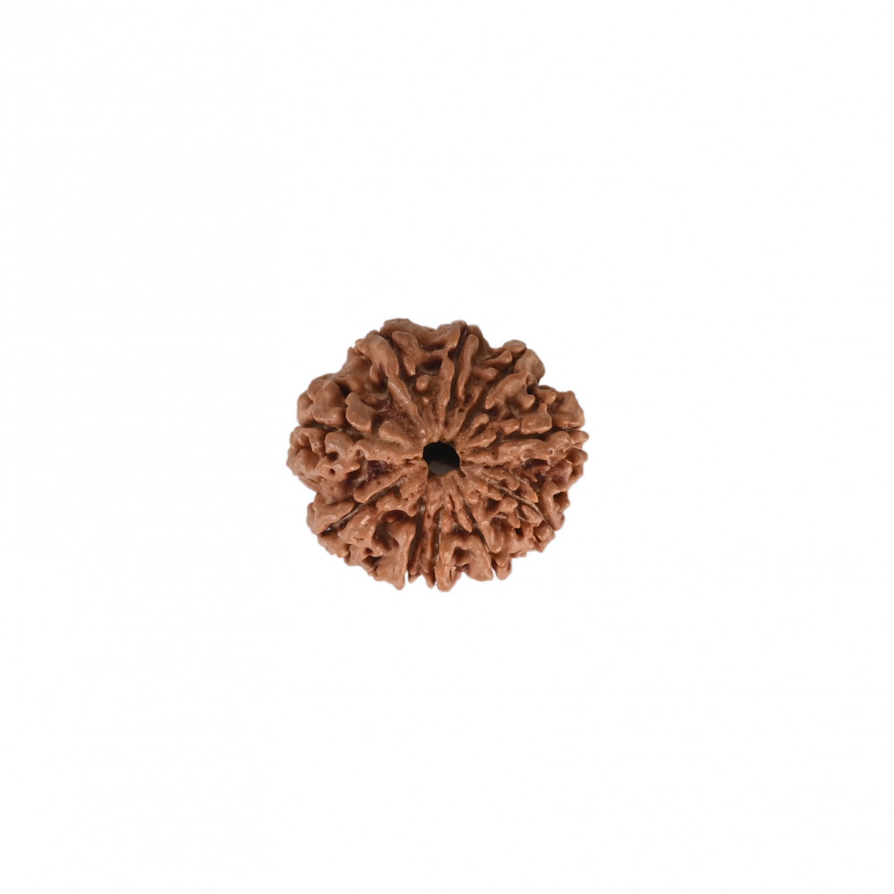 Image of Natural 10 Mukhi Collector Rudraksh (Nepali)