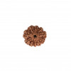 Natural 10 Mukhi Collector Rudraksh (Nepali)