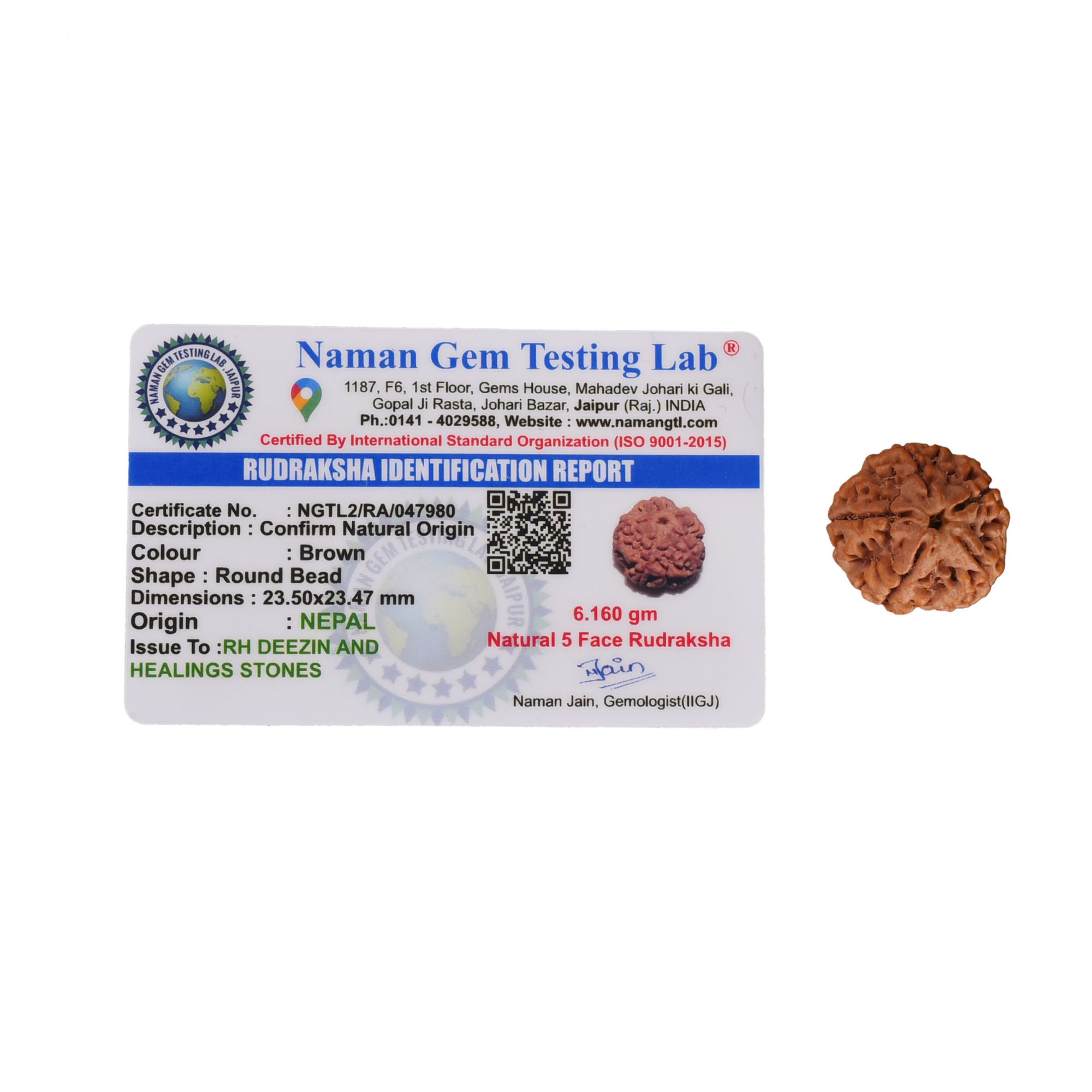 Natural 5 Mukhi Collector Rudraksh Nepali