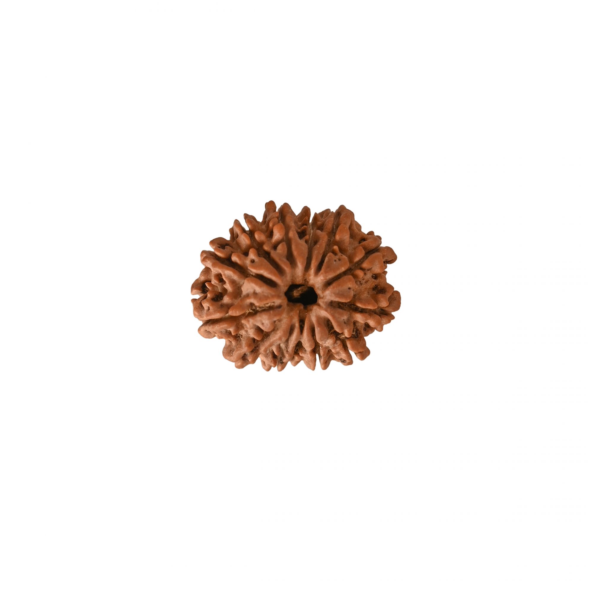 Natural 13 Mukhi Rudraksh Nepali
