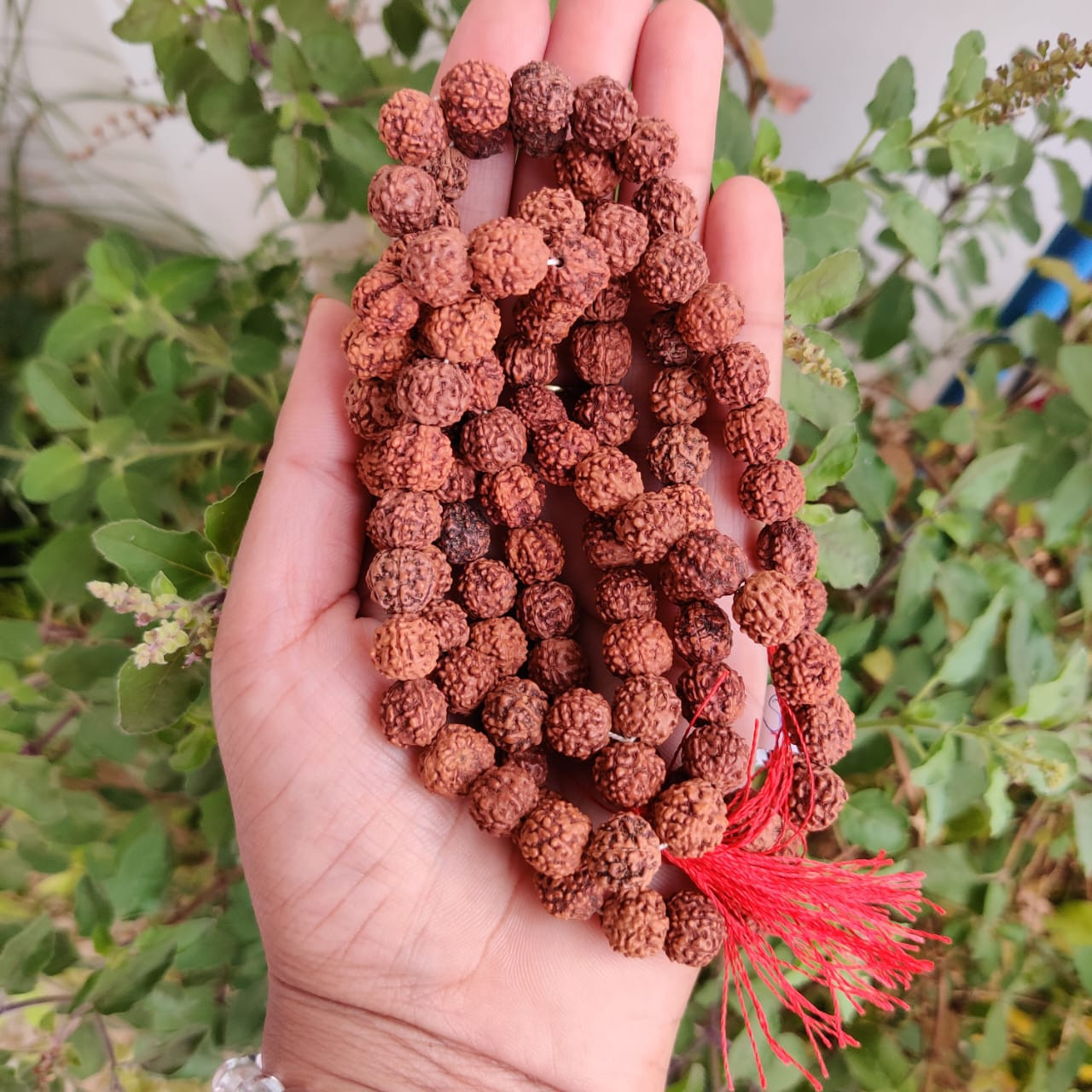 6  Mukhi Rudraksh Mala 10MM