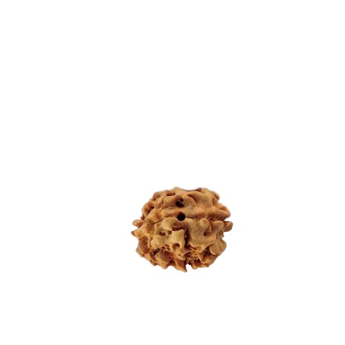 Natural 2 Mukhi Rudraksh India