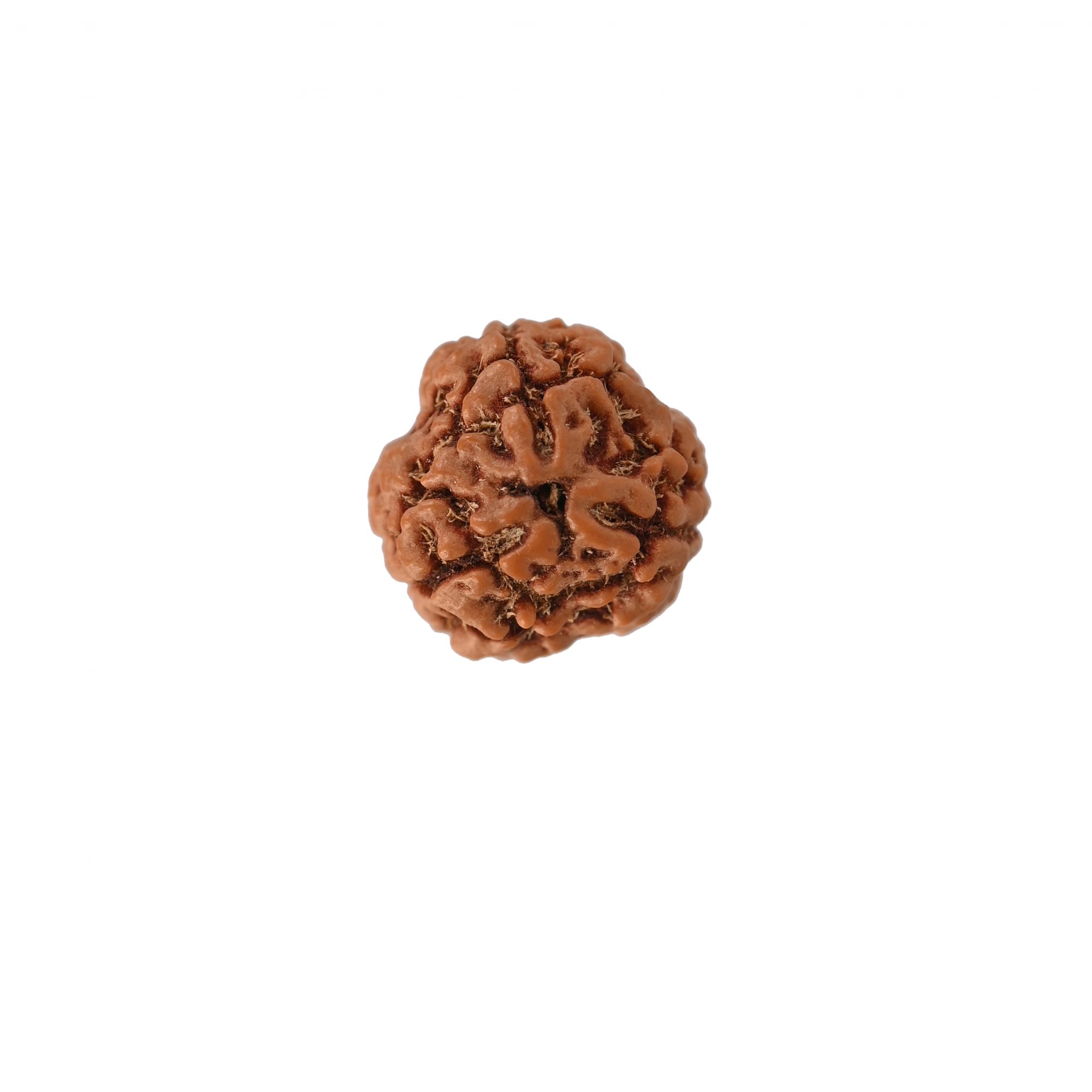 Natural 3 Mukhi Rudraksh Nepali