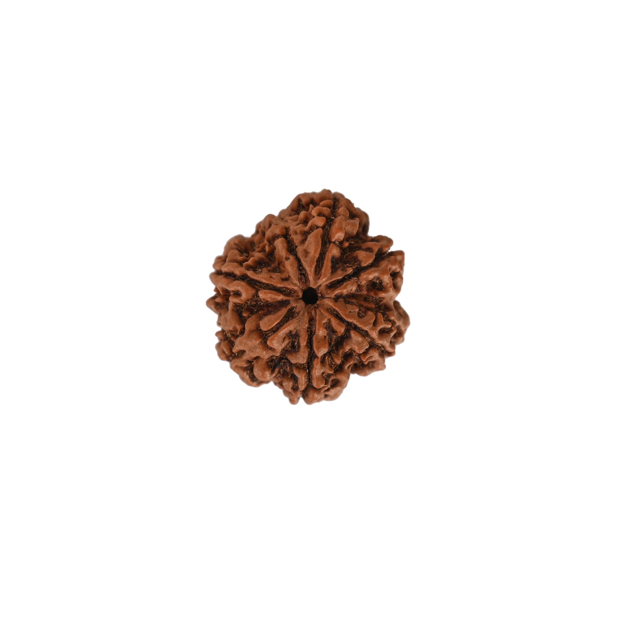 Natural 7  Mukhi Collector Rudraksh Nepali