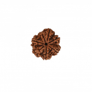 Image of Natural 7  Mukhi Collector Rudraksh (Nepali)