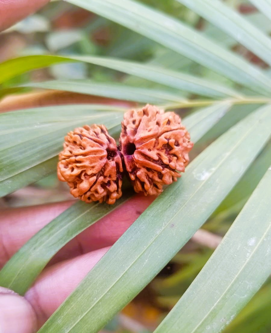 Natural Gauri Shankar Collector Rudraksh Nepali