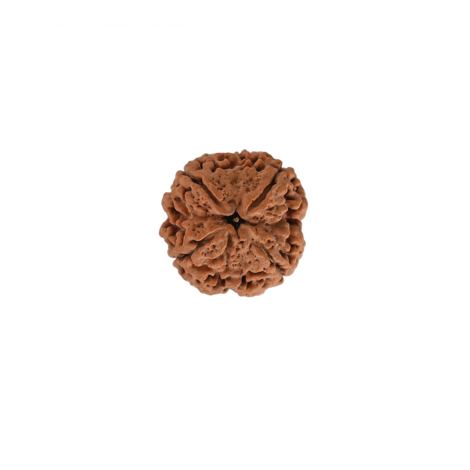 Natural 4 Mukhi Collector RudrakshNepali