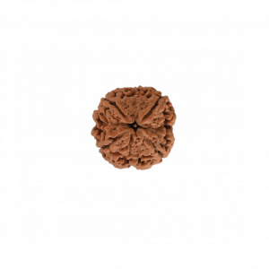 Image of Natural 4 Mukhi Collector Rudraksh(Nepali)