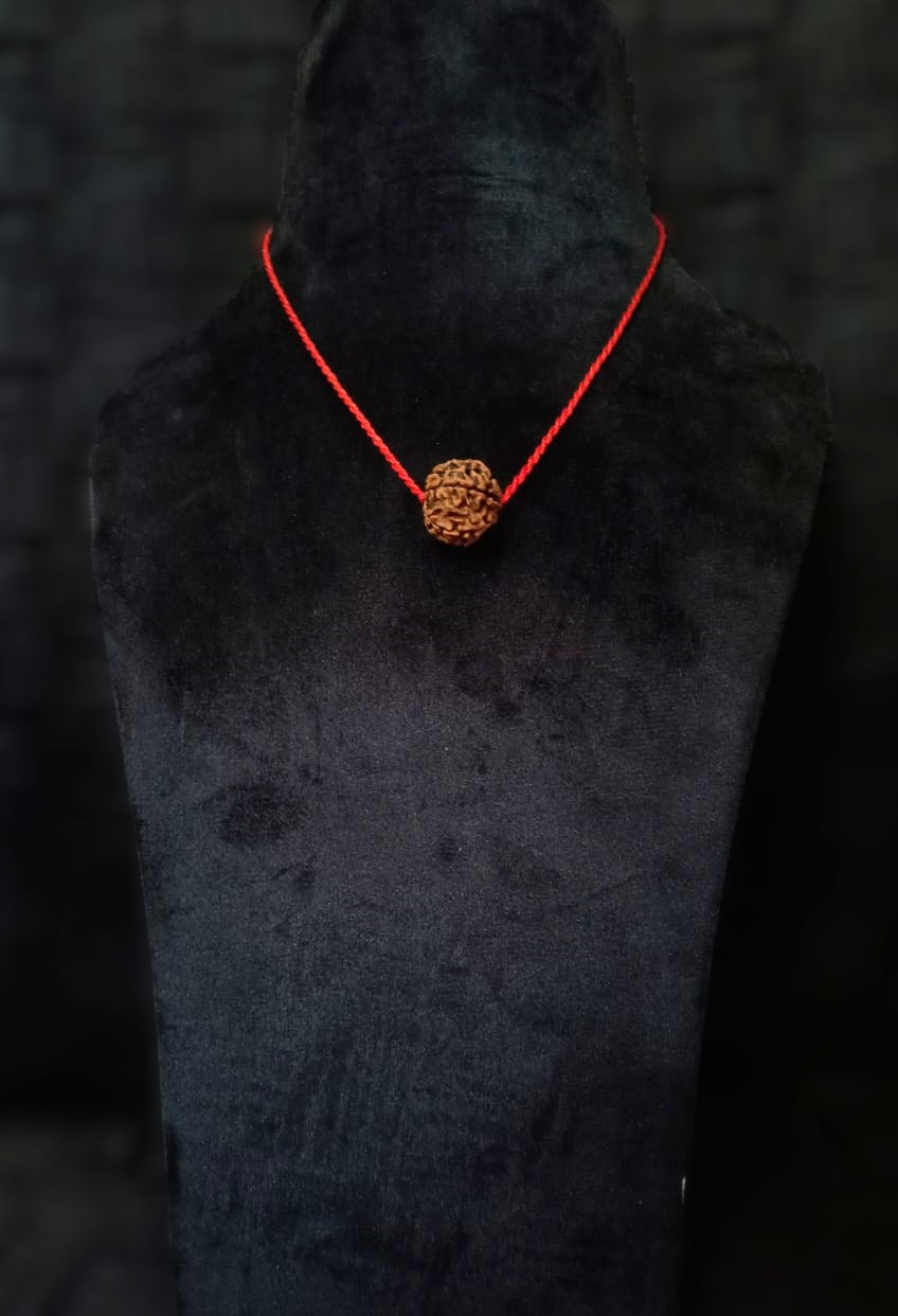 Natural 7 Mukhi Rudraksh Nepali