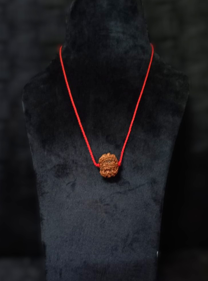 Natural 7 Mukhi Collector Rudraksh Nepali