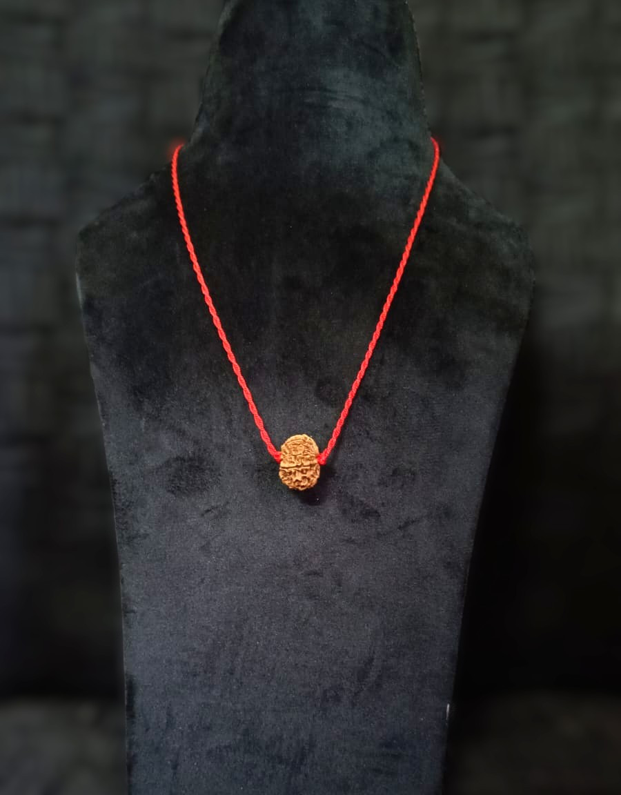 Natural 12 Mukhi Rudraksh Nepali