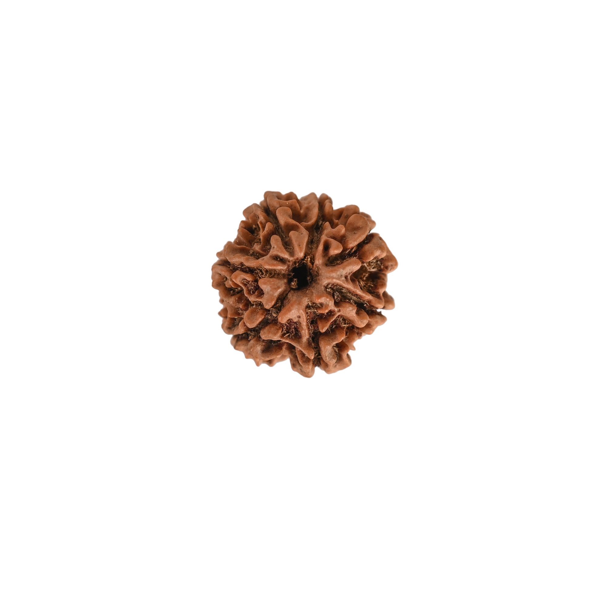 Natural 7 Mukhi Rudraksh Nepali