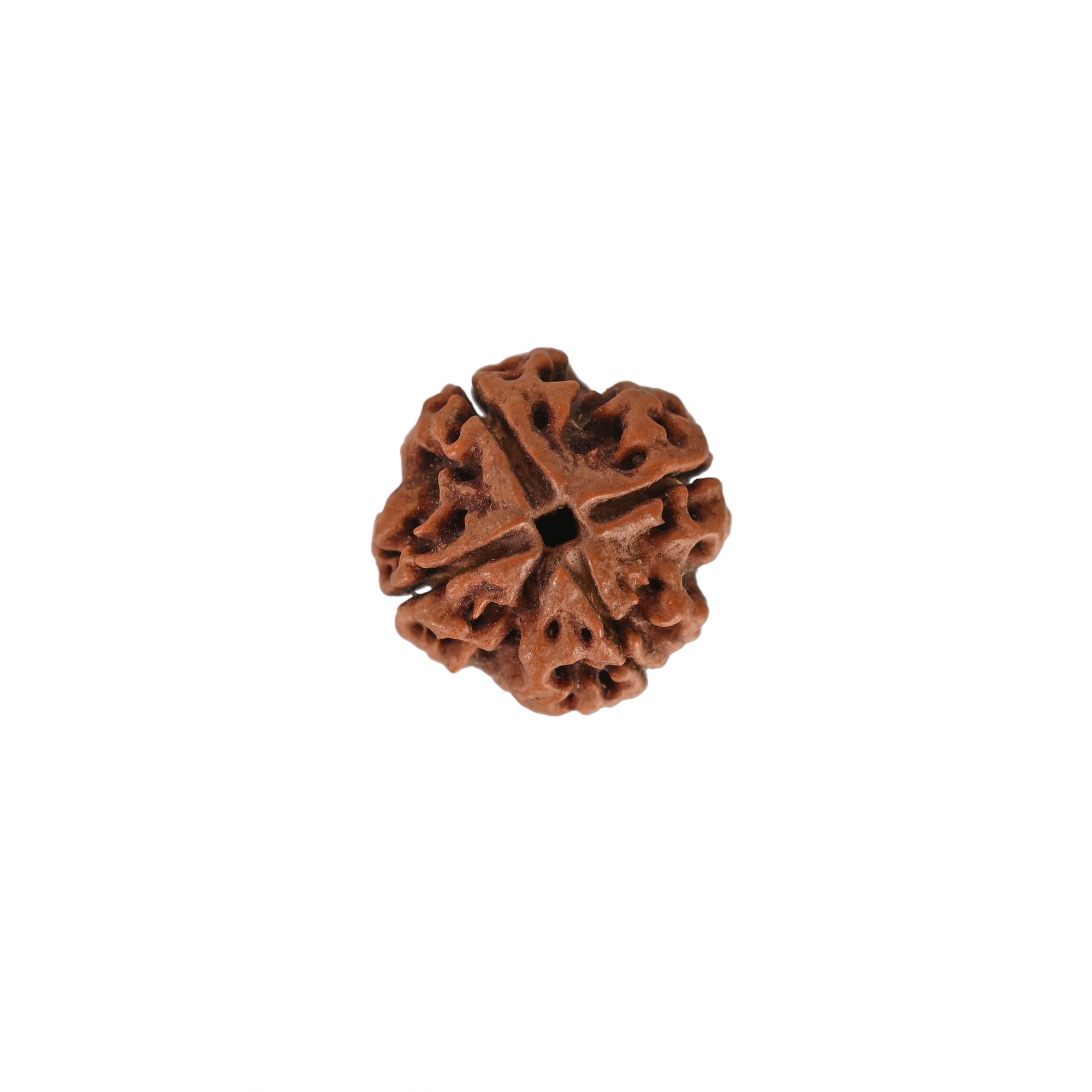 Natural 4 Mukhi Rudraksh Nepali