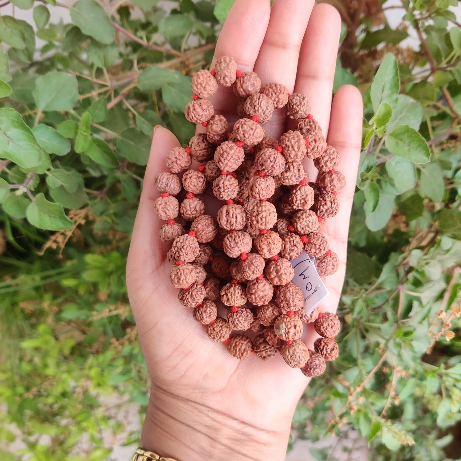5 Mukhi Rudraksh Mala 10 MM - 1081 Beads